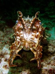 Cuttle Fish at Sipadan by Alex Lim 